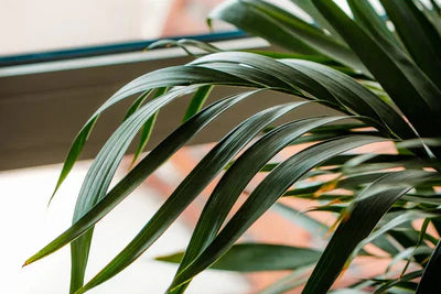 Indoor Air,Nature's Crib