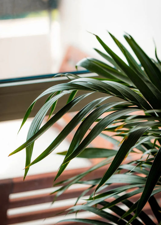 house plants clean indoor air
