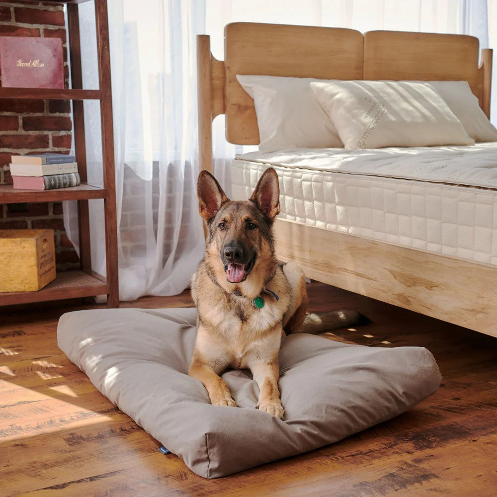 German Shepard Laying on a Naturepedic Organic Latex Dog Bed With Waterproof Cover
