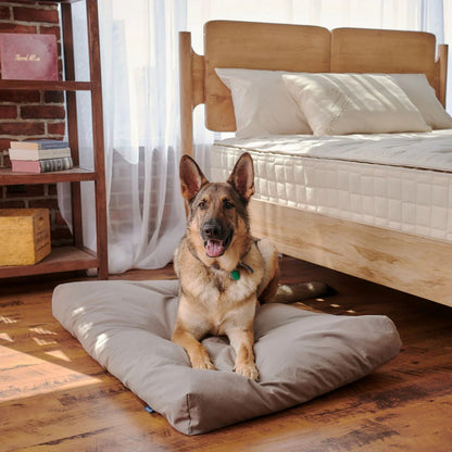 German Shepard Laying on a Naturepedic Organic Latex Dog Bed With Waterproof Cover
