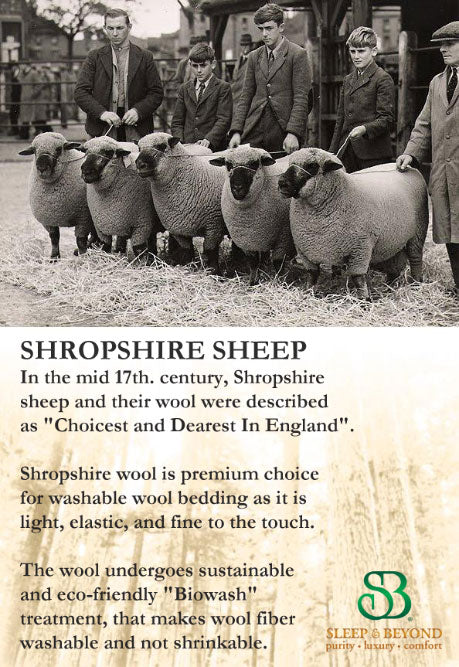 Shropshire sheep wool bedding
